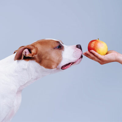 7 human foods that dogs can enjoy