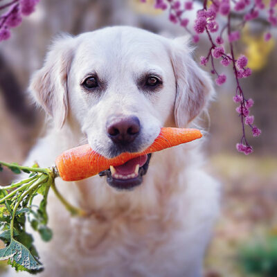 7 human foods that dogs can safely relish