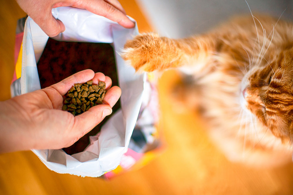 10 Black Friday 2023 Deals to Expect on Cat Foods