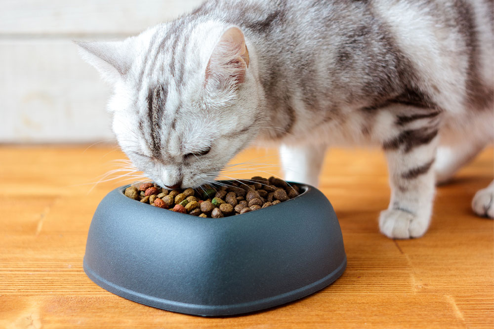 Top 10 Black Friday cat food deals to expect in 2022