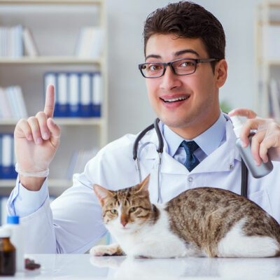 4 warning signs of UTI in cats and effective remedies